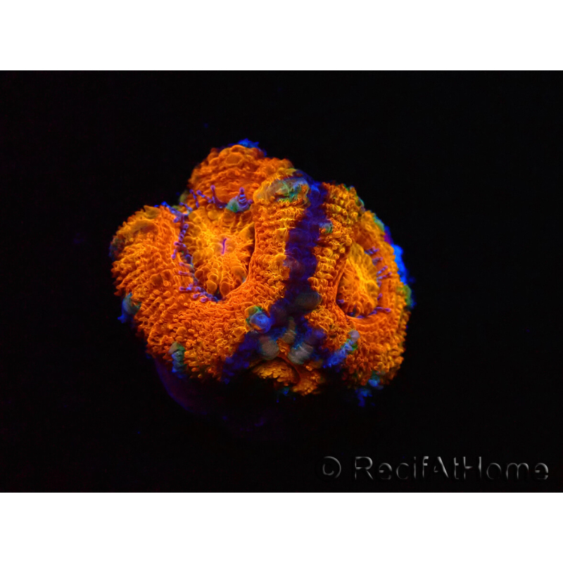 WYSIWYG Micromussa lordhowensis (ex Acanthastrea) 6H6
