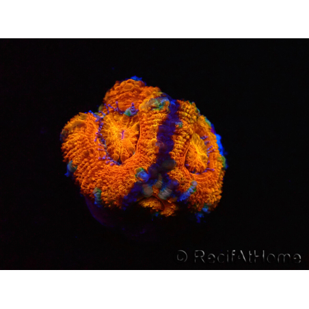 WYSIWYG Micromussa lordhowensis (ex Acanthastrea) 6H6