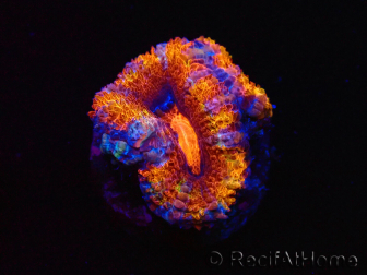 WYSIWYG Micromussa lordhowensis (ehemals Acanthastrea) 6H7