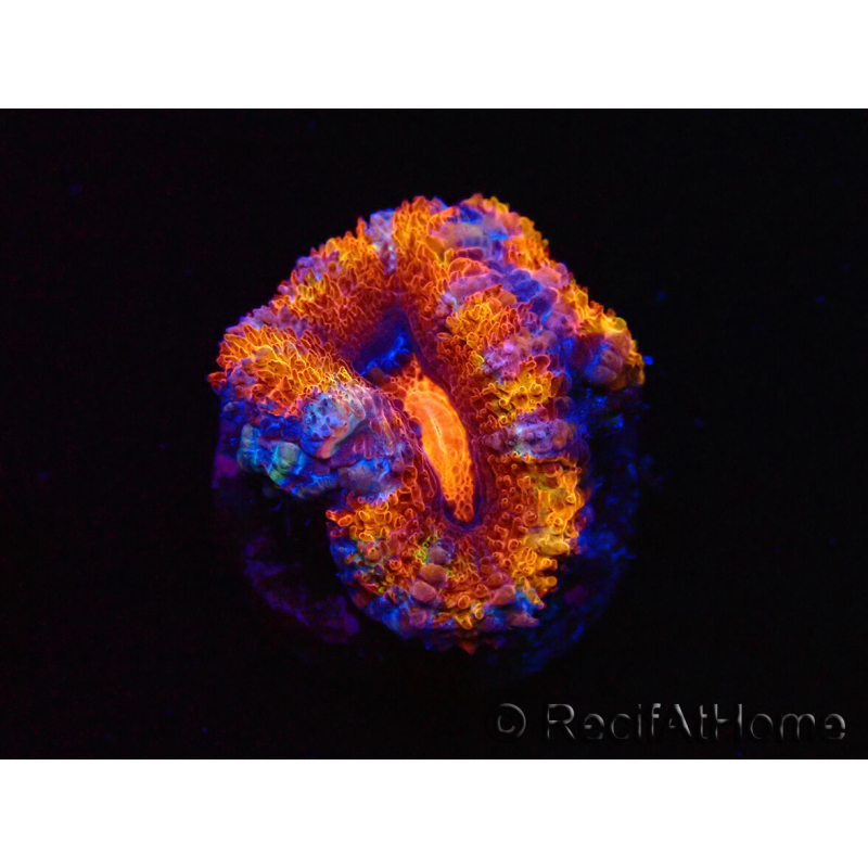 WYSIWYG Micromussa lordhowensis (ex Acanthastrea) 6H7