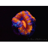 WYSIWYG Micromussa lordhowensis (ex Acanthastrea) 6H7