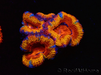 WYSIWYG Micromussa lordhowensis (ex Acanthastrea) 6H8