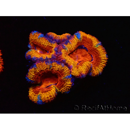 WYSIWYG Micromussa lordhowensis (ex Acanthastrea) 6H8