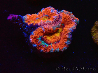 WYSIWYG Micromussa lordhowensis (ex Acanthastrea) 6H9