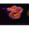 WYSIWYG Micromussa lordhowensis (formerly Acanthastrea) 6K