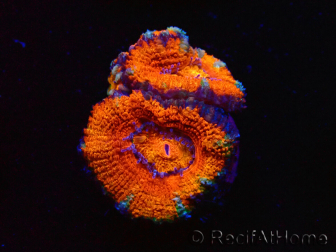 WYSIWYG Micromussa lordhowensis (ehemals Acanthastrea) 6K