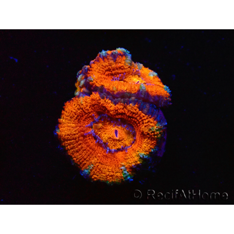 WYSIWYG Micromussa lordhowensis (ehemals Acanthastrea) 6K