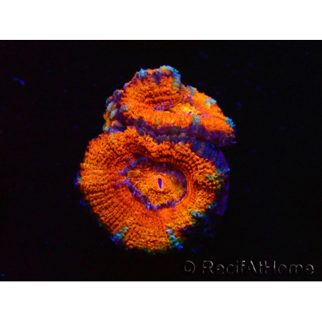 WYSIWYG Micromussa lordhowensis (ex Acanthastrea) 6K