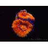 WYSIWYG Micromussa lordhowensis (ex Acanthastrea) 6K