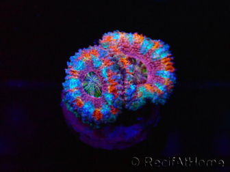 WYSIWYG Micromussa lordhowensis (ehemals Acanthastrea) 6I1