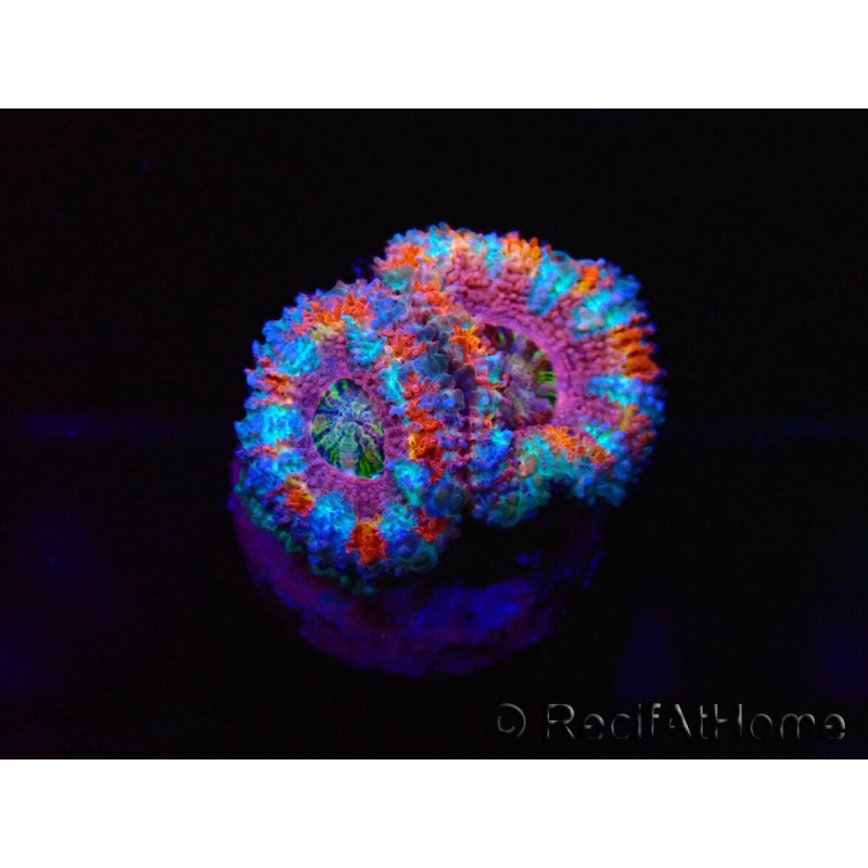 WYSIWYG Micromussa lordhowensis (ex Acanthastrea) 6I1