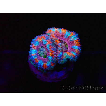 WYSIWYG Micromussa lordhowensis (formerly Acanthastrea) 6I1