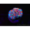 WYSIWYG Micromussa lordhowensis (ex Acanthastrea) 6I1