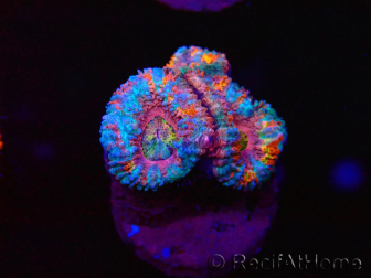 WYSIWYG Micromussa lordhowensis (ehemals Acanthastrea) 6I2