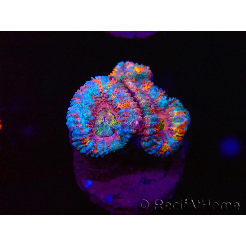 WYSIWYG Micromussa lordhowensis (ehemals Acanthastrea) 6I2