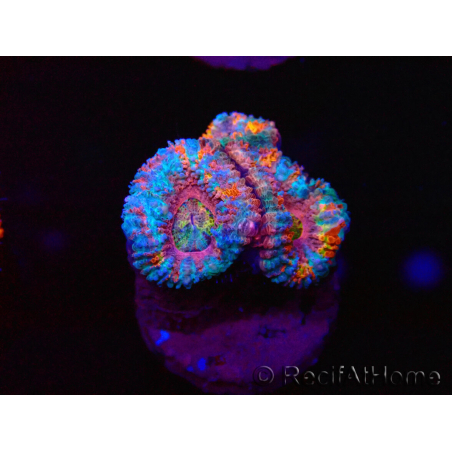WYSIWYG Micromussa lordhowensis (formerly Acanthastrea) 6I2