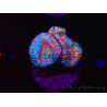 WYSIWYG Micromussa lordhowensis (ex Acanthastrea) 6I2