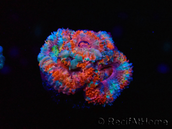 WYSIWYG Micromussa lordhowensis (formerly Acanthastrea) 6I3