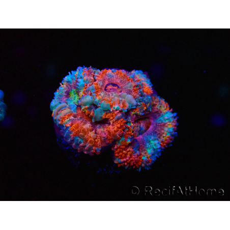 WYSIWYG Micromussa lordhowensis (ex Acanthastrea) 6I3