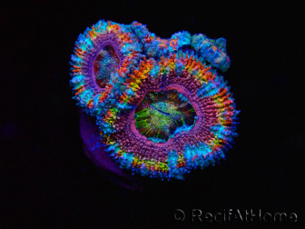 WYSIWYG Micromussa lordhowensis (formerly Acanthastrea) 6I4