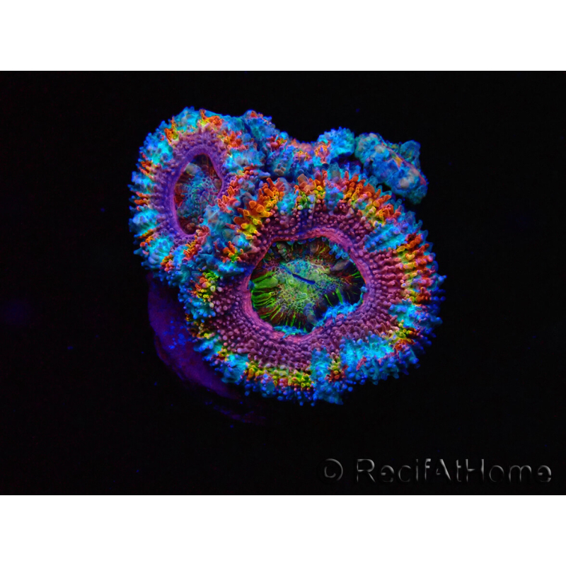 WYSIWYG Micromussa lordhowensis (ex Acanthastrea) 6I4