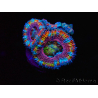 WYSIWYG Micromussa lordhowensis (ehemals Acanthastrea) 6I4