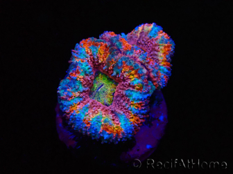 WYSIWYG Micromussa lordhowensis (ex Acanthastrea) 6I5