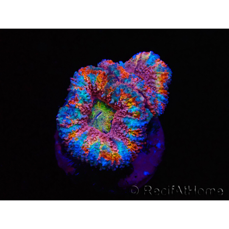 WYSIWYG Micromussa lordhowensis (ex Acanthastrea) 6I5