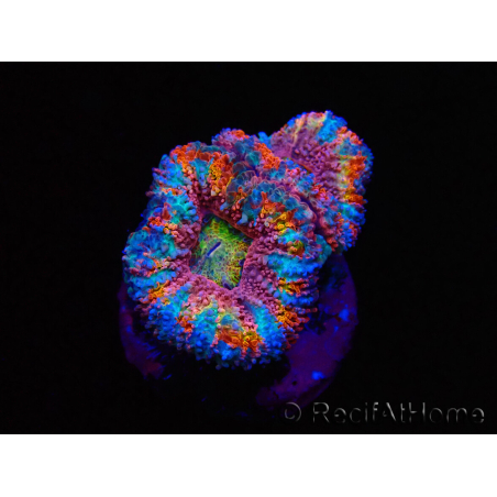 WYSIWYG Micromussa lordhowensis (ehemals Acanthastrea) 6I5
