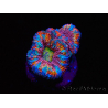 WYSIWYG Micromussa lordhowensis (ex Acanthastrea) 6I5
