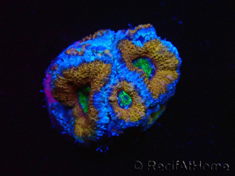WYSIWYG Micromussa lordhowensis (ex Acanthastrea) 6I6