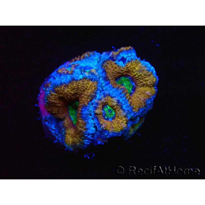 WYSIWYG Micromussa lordhowensis (anteriormente Acanthastrea) 6I6