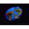 WYSIWYG Micromussa lordhowensis (ex Acanthastrea) 6I6