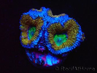 WYSIWYG Micromussa lordhowensis (ex Acanthastrea) 6I7