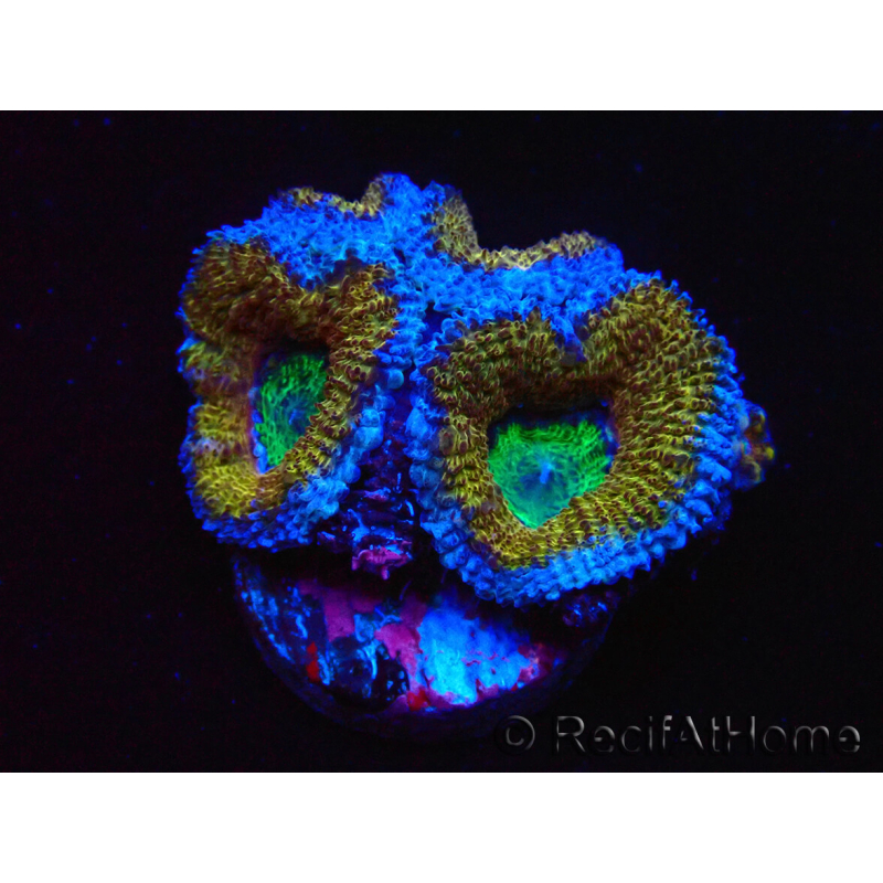 WYSIWYG Micromussa lordhowensis (ex Acanthastrea) 6I7