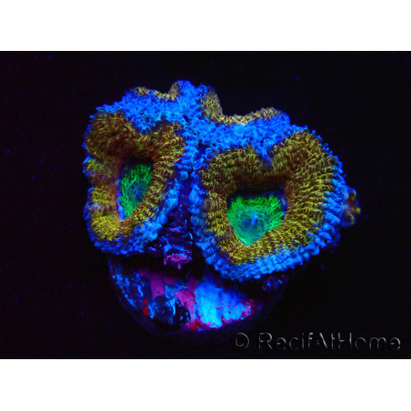 WYSIWYG Micromussa lordhowensis (ex Acanthastrea) 6I7