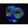 WYSIWYG Micromussa lordhowensis (ex Acanthastrea) 6I7