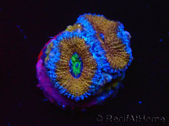 WYSIWYG Micromussa lordhowensis (ex Acanthastrea) 6I8