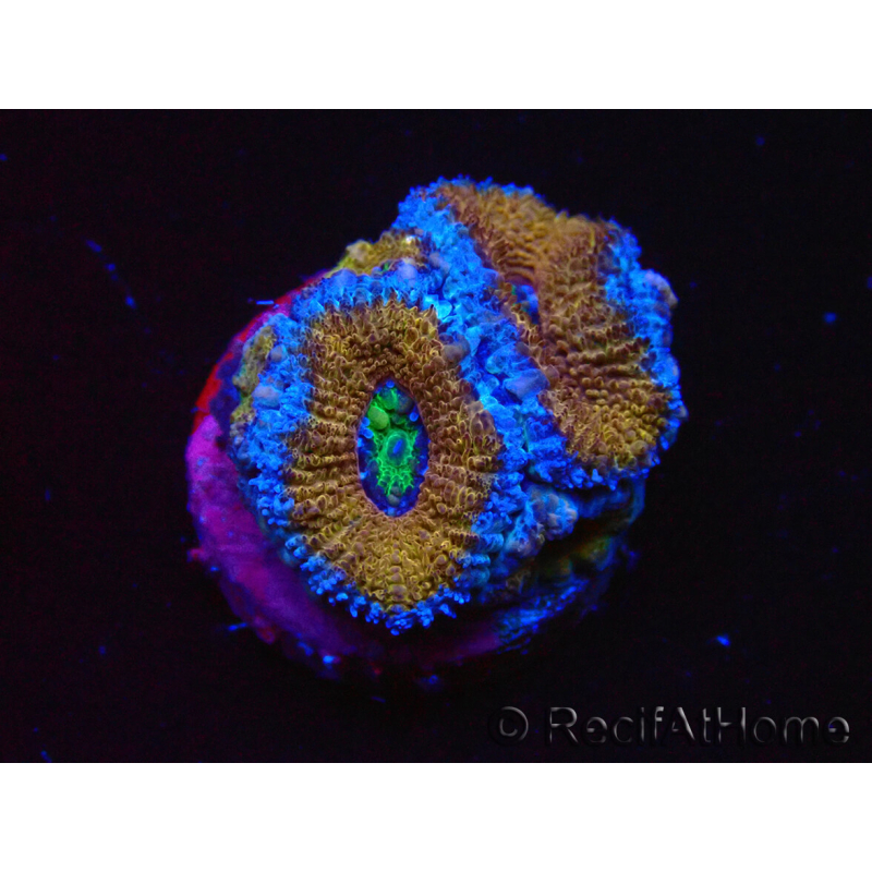 WYSIWYG Micromussa lordhowensis (ex Acanthastrea) 6I8