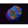 WYSIWYG Micromussa lordhowensis (ex Acanthastrea) 6I8