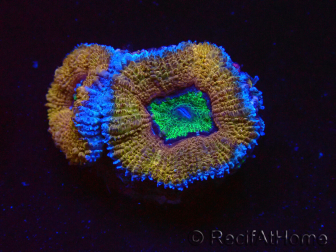 WYSIWYG Micromussa lordhowensis (ehemals Acanthastrea) 6K