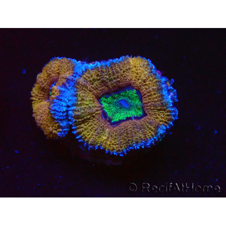 WYSIWYG Micromussa lordhowensis (ex Acanthastrea) 6K