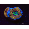 WYSIWYG Micromussa lordhowensis (ex Acanthastrea) 6K