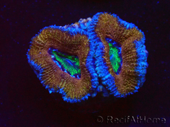 WYSIWYG Micromussa lordhowensis (ex Acanthastrea) 6I10