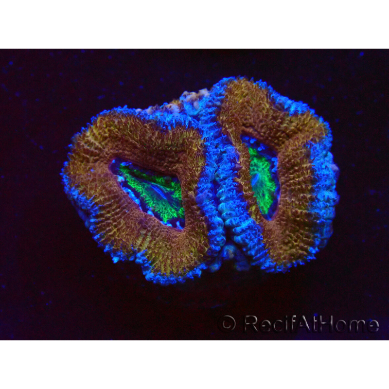 WYSIWYG Micromussa lordhowensis (ehemals Acanthastrea) 6K