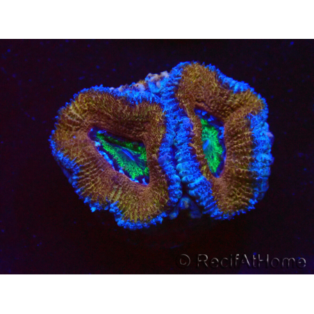 WYSIWYG Micromussa lordhowensis (antes Acanthastrea) 6K