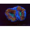 WYSIWYG Micromussa lordhowensis (formerly Acanthastrea) 6K