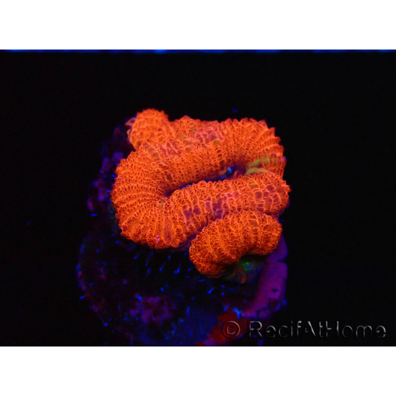 WYSIWYG Micromussa lordhowensis (ex Acanthastrea) 6J1