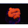 WYSIWYG Micromussa lordhowensis (ex Acanthastrea) 6J1