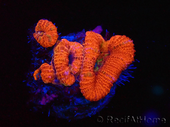 WYSIWYG Micromussa lordhowensis (ehemals Acanthastrea) 6J2